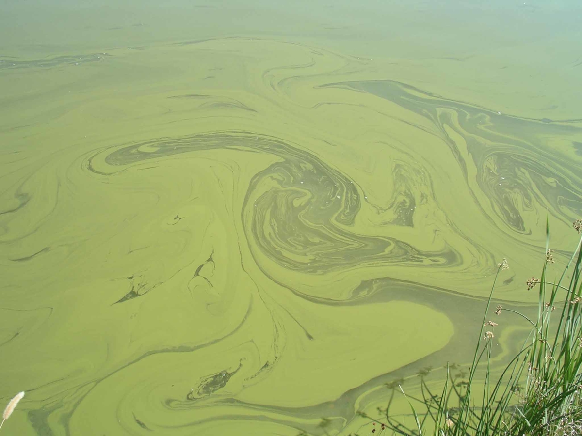 green cyanobacteria in water