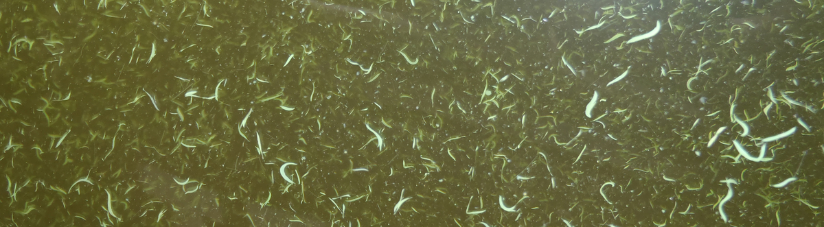 image showing a close up of a cyanobacteria (blue green algae) bloom in a lake