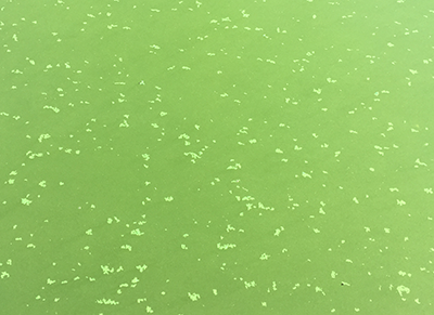 cyanobacteria blue-green algae bloom in a raw water reservoir