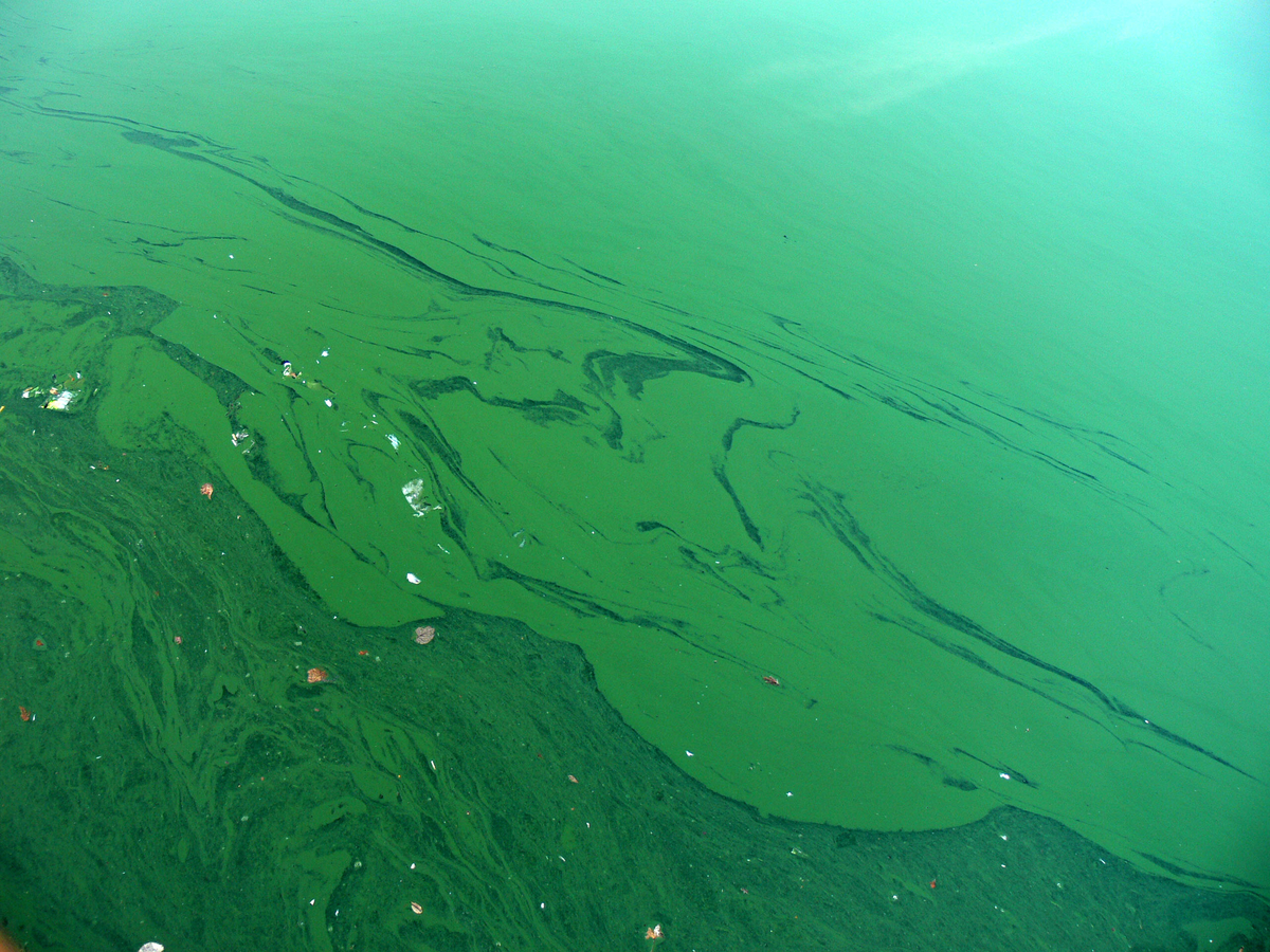 cyanobacteria in water