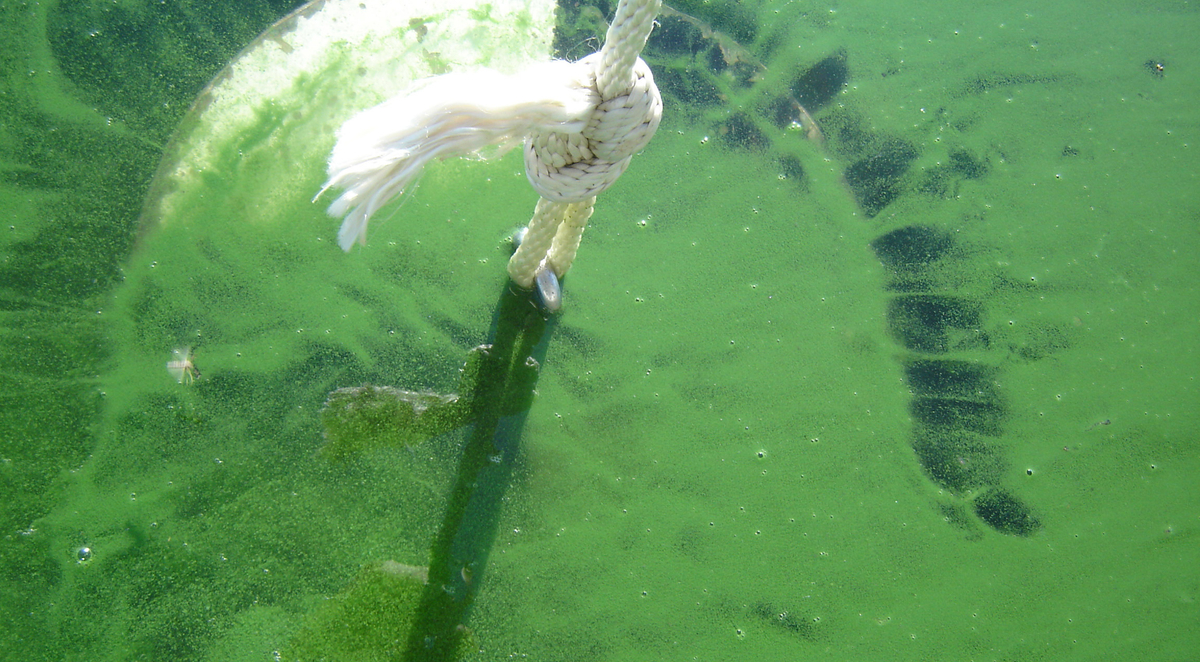 cyanobacteria (blue-green algae) bloom shown with secchi disk